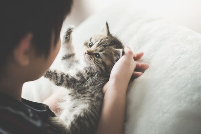 猫に人間用のケーキはダメ!猫用ケーキの選び方・作り方も徹底解説!-サムネイル画像